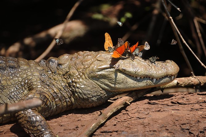Iguassu Bird Park - Tickets Included - Exploring the Iguassu Bird Park