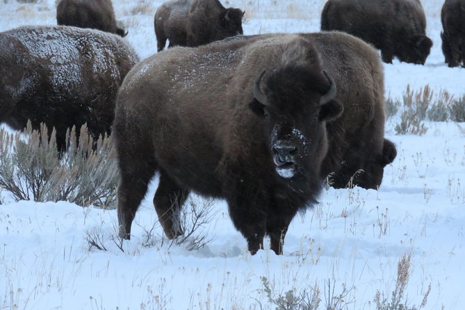Jackson Hole & Grand Teton Park - Half-Day Wildlife Tour - Morning - Things To Known