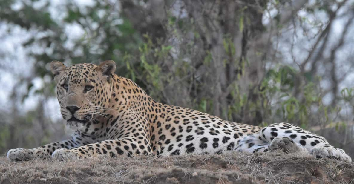 Jaipur: Private Guided Safari at Amagarh Leopard Reserve - Frequently Asked Questions