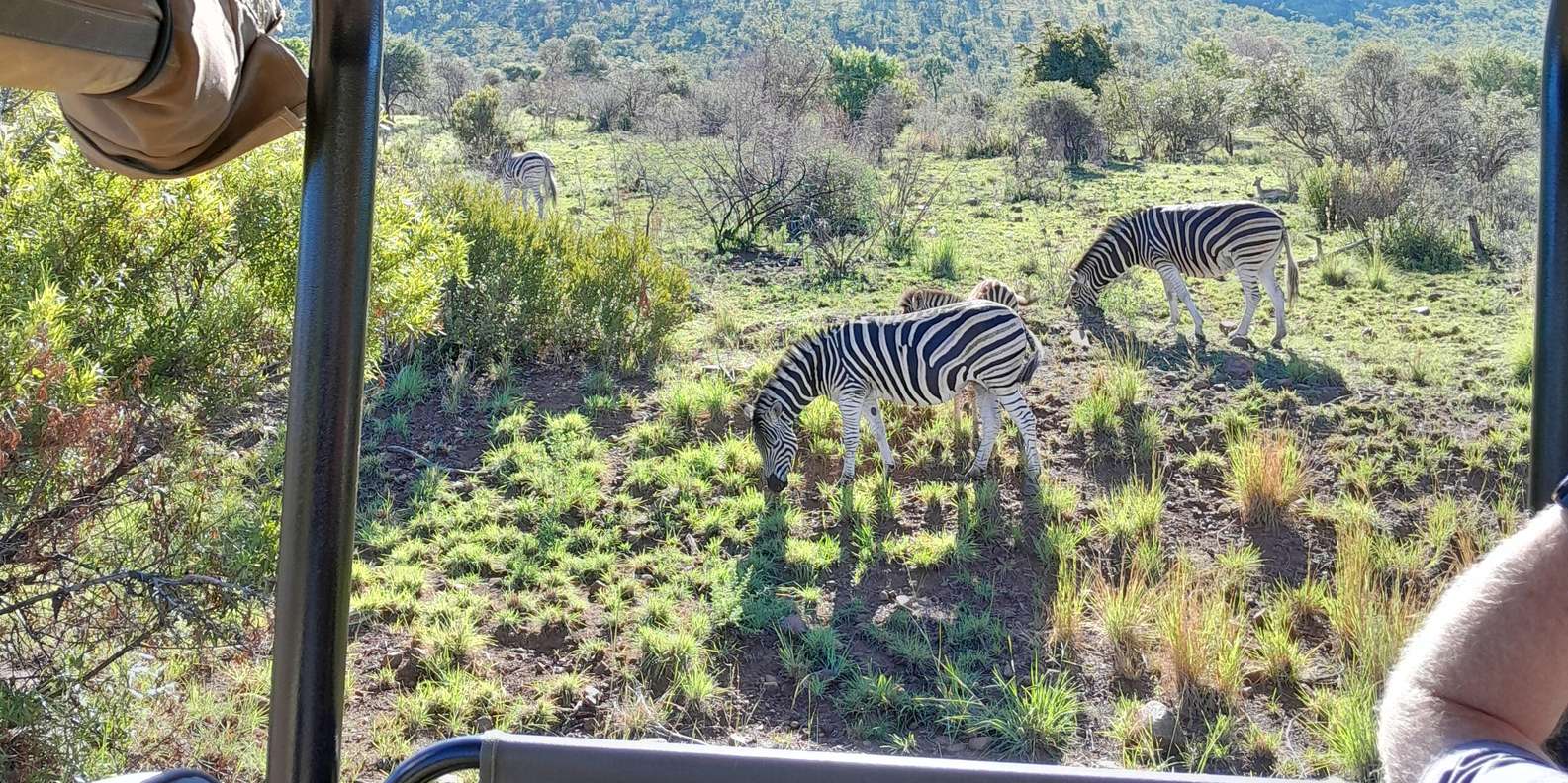 Johannesburg: 3 Hour Pilanesberg National Park Game Drive - Frequently Asked Questions