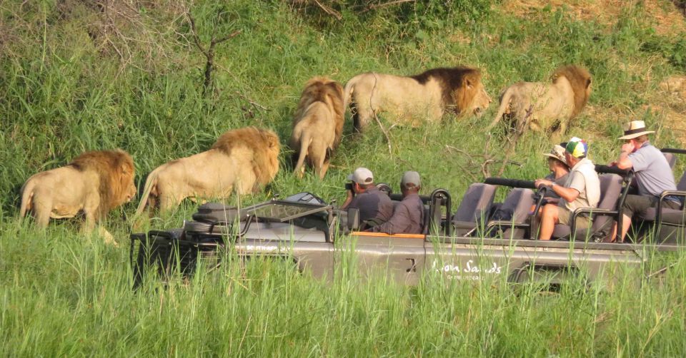 Johannesburg Safari Day Tour - Pilanesberg Big 5 Adventure - Customer Feedback and Experiences