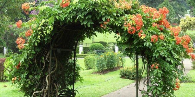 Kandy: All Inclusive City Tour! - Cultural Performances and Dining