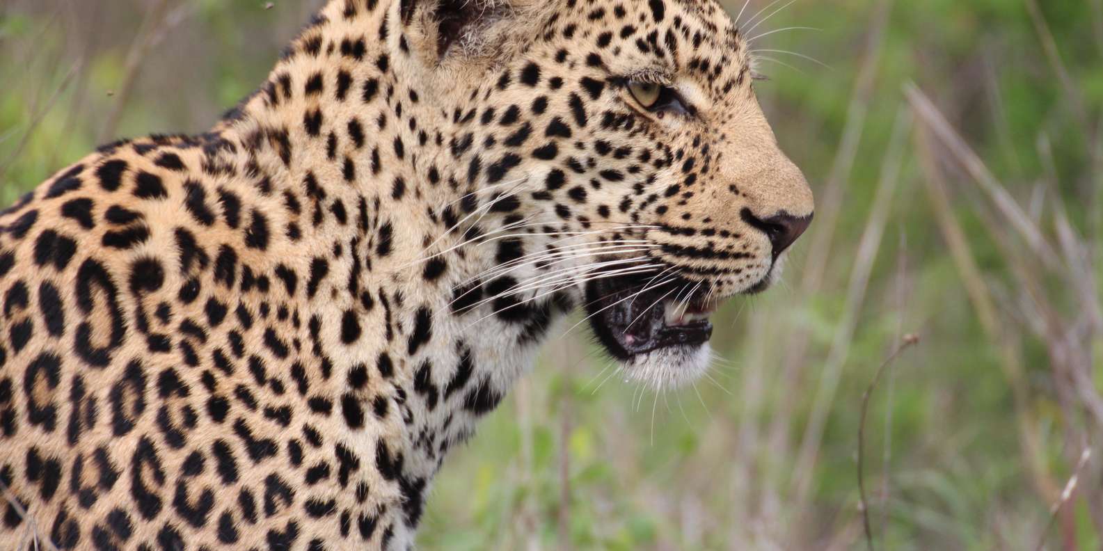 Kruger National Park: 3-Day Essence of the Kruger Safari - The Sum Up