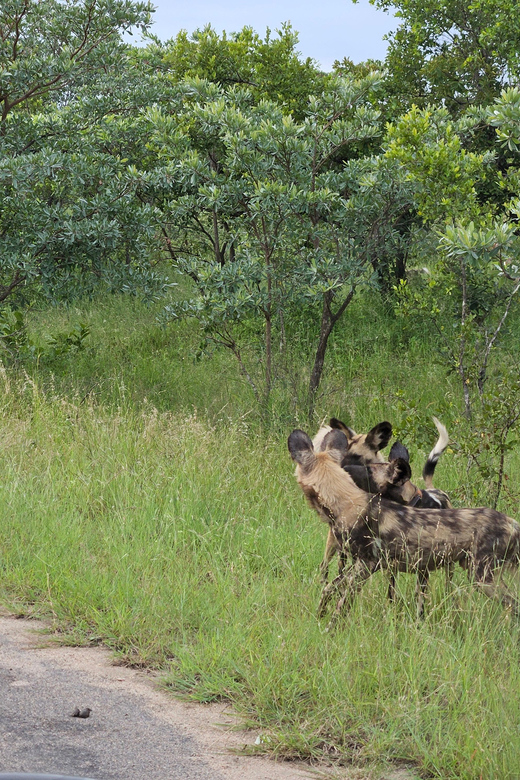 Kruger National Park: 3 Day Tour From Johannesburg/Pretoria - Frequently Asked Questions