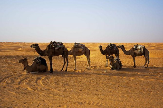 Ksar Ghilane 1 Day: the Hot Spring and the Homestay - Tour Feedback and Recommendations