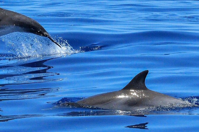 Lisbon Cruise With Dolphin Watching - Languages and Customer Service
