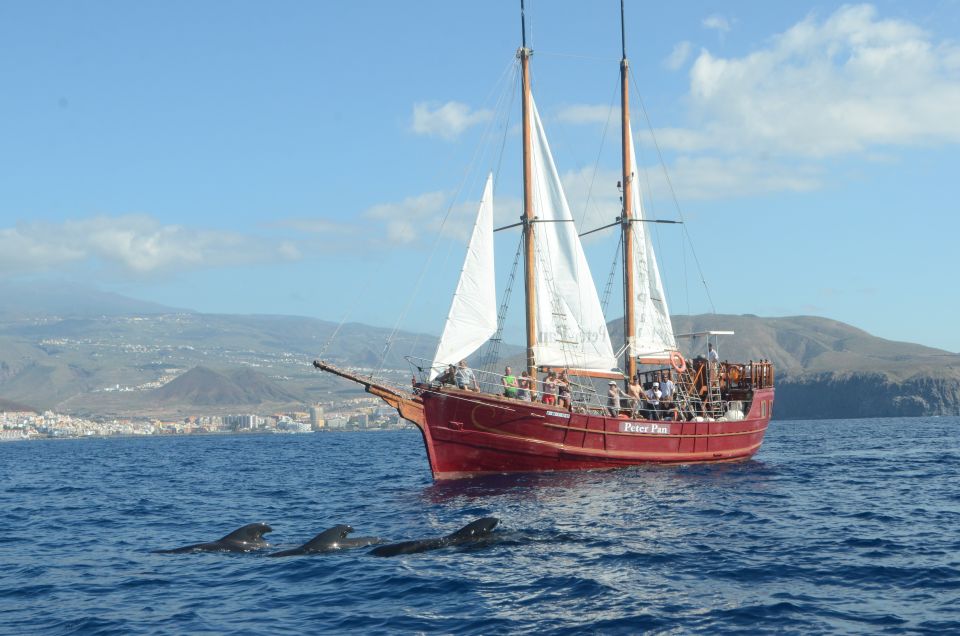 Los Cristianos: Whale-Watching Tour With Swimming Stop - Important Considerations