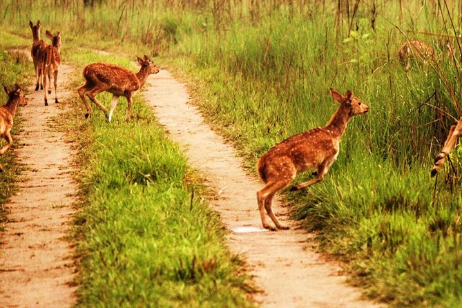 Luxury Chitwan Tour Package 2 Nights 3 Days From Kathmandu - Travel Tips for Chitwan