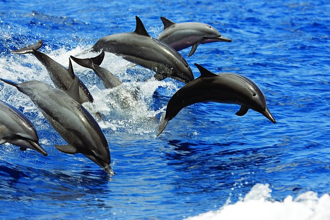 Luxury Hawaiian Sea Turtle, Dolphin Sail and Kona Snorkel - Private Charter Option