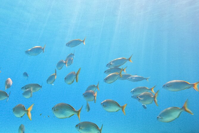 Mallorca PRIVATE Scuba Dive + Photo/Video - Equipment and Photography