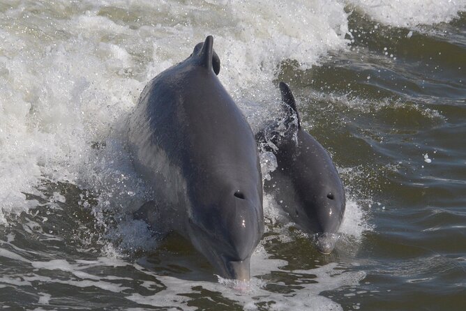 Manatee, Dolphin and 10,000 Islands Sunset Cruise! - Plan Your Unforgettable Sunset Cruise