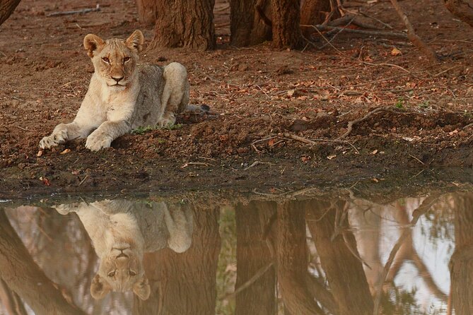 Morning Game Drive Safari Near Hoedspruit - Traveler Reviews and Recommendations