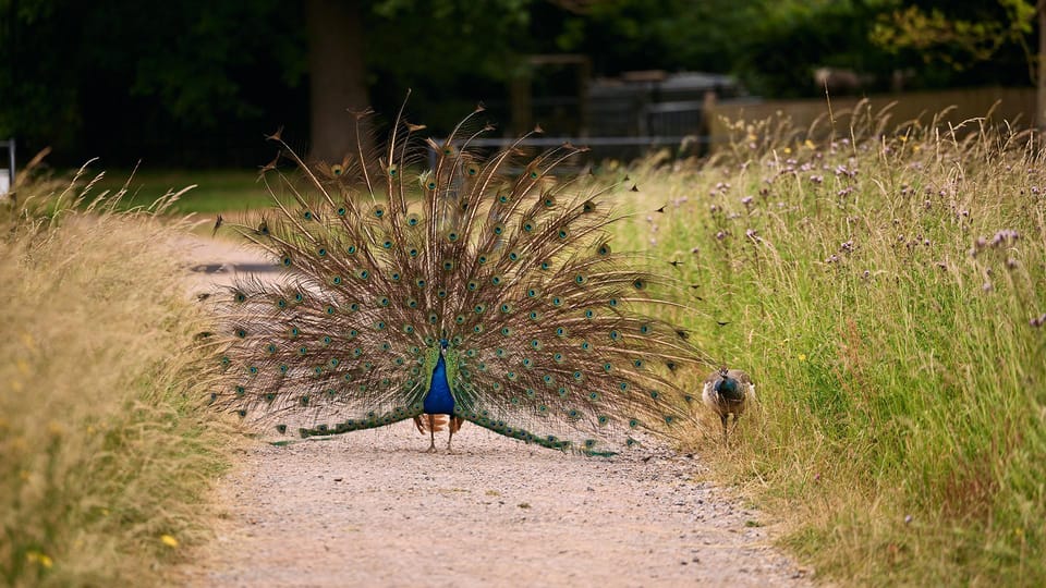 Oxford: Harcourt Arboretum Entry Ticket - Sum Up