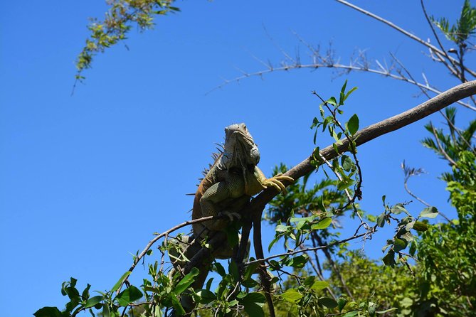 Palo Verde Wildlife Tour From Playa Hermosa-Coco Beach - Guest Testimonials