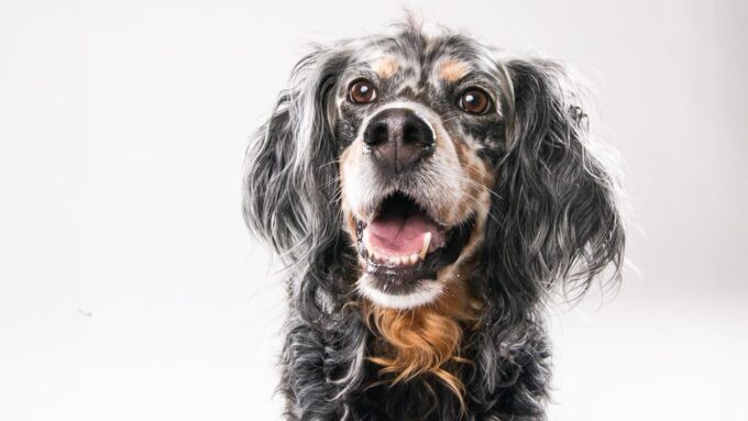 Pet Photography Studio Session With Family Portraits - Frequently Asked Questions