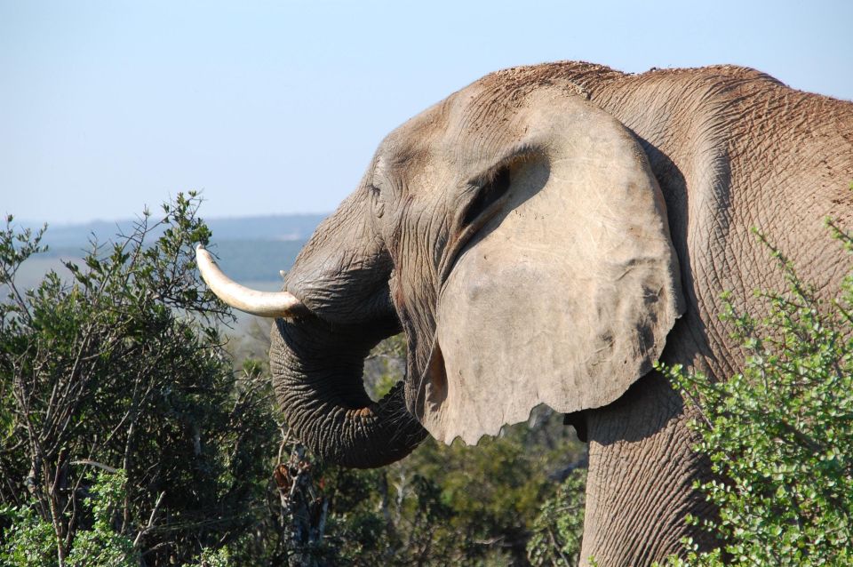 Port Elizabeth: Addo Elephant Park Full-Day Safari - Planning Your Safari Adventure