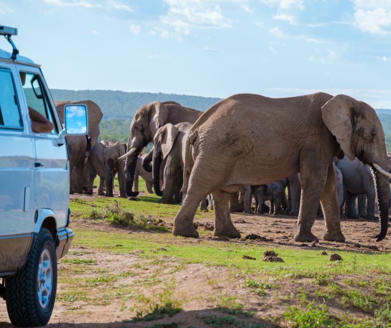 Port Elizabeth: Shore Excursion to Addo Elephant Park Safari - Frequently Asked Questions