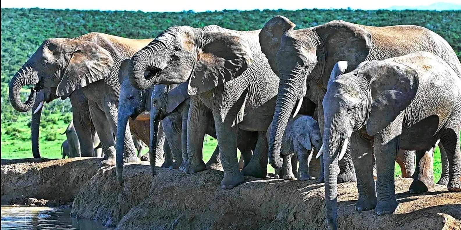 Port Elizabheth: Addo Elephant Park Private Safari - Frequently Asked Questions