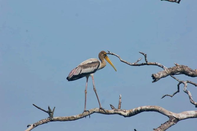 Private Day Tour: Yala National Park Safari Tour From Galle & Weligama - Tips for Travelers