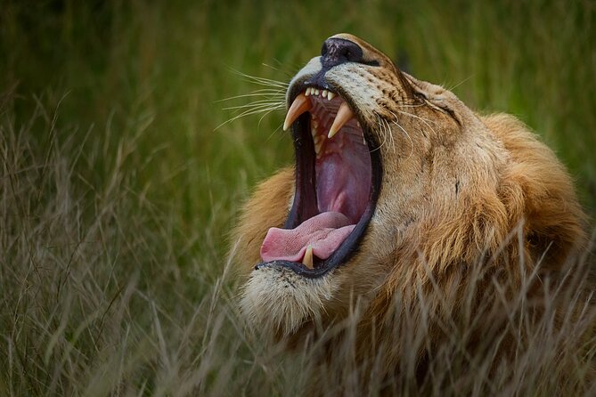 Private Full Day Safari (10 Hours) in Kruger National Park - Detailed Itinerary