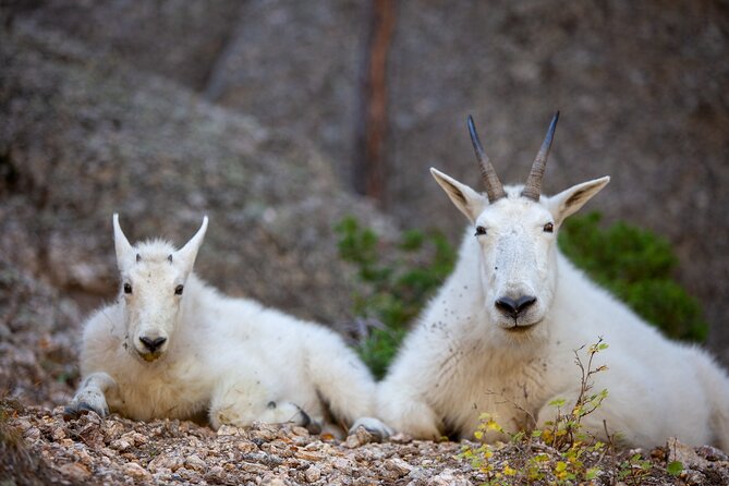 Private Half Day Mt Rushmore & Black Hills Tour - Booking Process