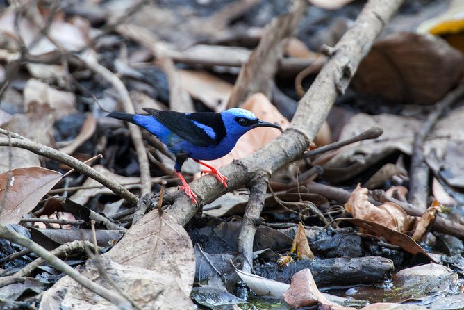 Private Rincón De La Vieja Bird Watching Tour - Guest Reviews and Feedback