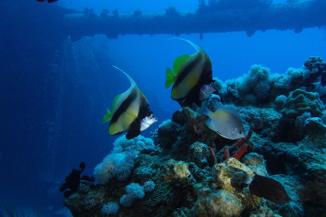 Private Scuba Diving Adventure in the Red Sea of Aqaba - Pricing and Cancellation Policy