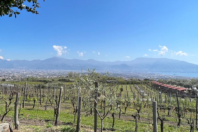 Private Tour in Pompeii Ruins and Pompeii City Center Winery - Traveler Reviews