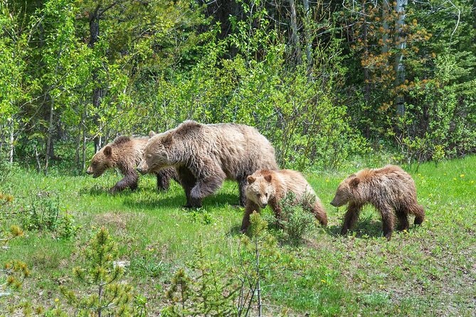 Private Tour: The Best of Banff National Park - Half Day - Who Can Participate