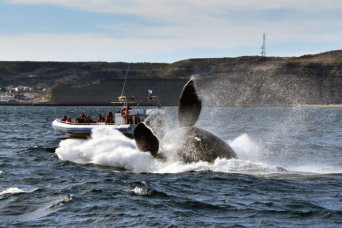 Puerto Madryn: Peninsula Valdes National Park Day Trip - Tour Operator and Guides