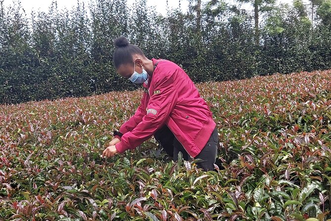 Purple Tea Farm Tour From Nairobi City - Specialty Tea Tasting - Tips for a Great Experience