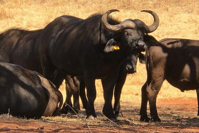 Rhino & Lion Nature Reserve - Visitor Reviews and Ratings