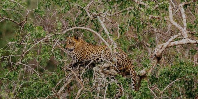 Safari Adventure: Yala National Park Afternoon Expedition - Cancellation and Refund Policy