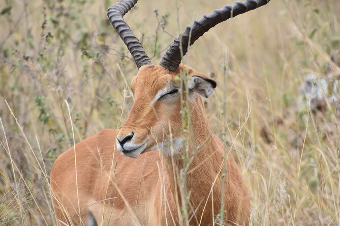 Safari in Nairobi Kenya National Park Half Day Tour - Exploring Nairobis Urban Wildlife