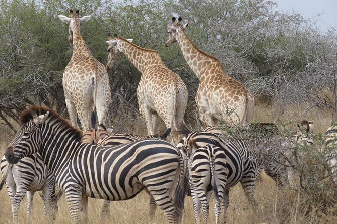 Safaris in Kruger National Park Full Day - Tips for a Successful Safari