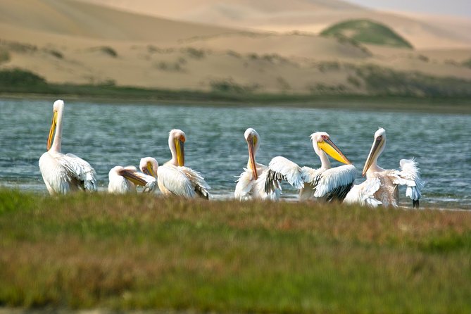 Sandwich Harbour Half-Day 4x4 Tour (5 Hours) From Walvis Bay - Additional Tips