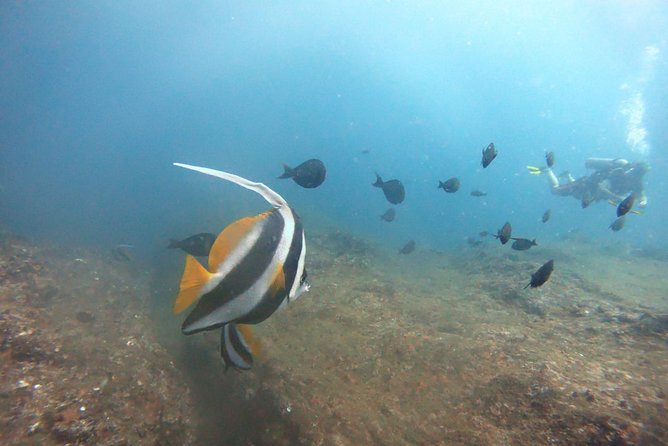 Scuba Diving in Mirissa - Best Times to Dive