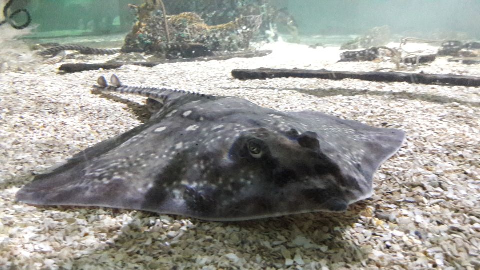 SEA LIFE Great Yarmouth - Visitor Reviews and Ratings