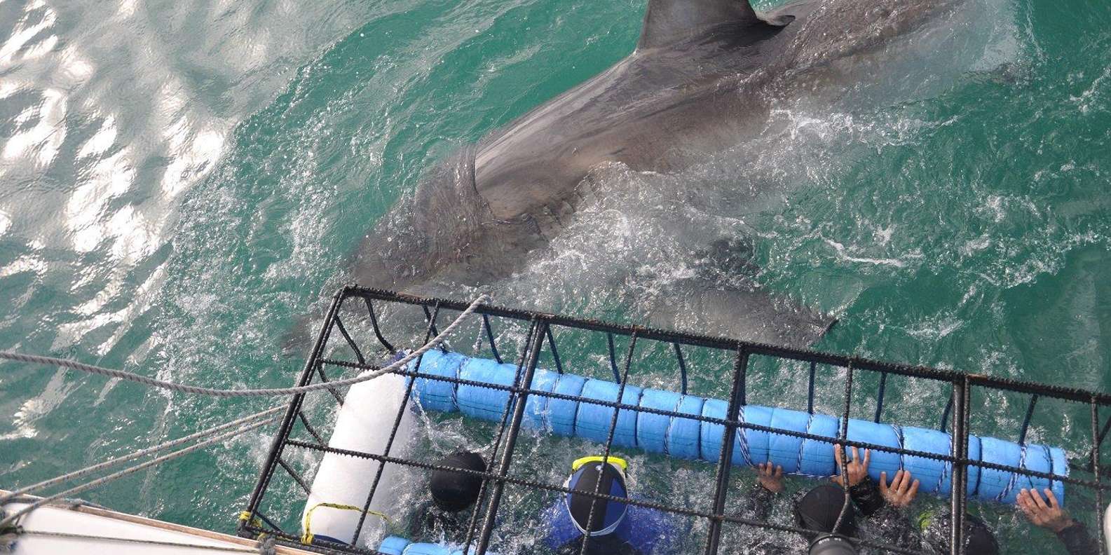 Shark Cage Diving With Transport From Cape Town - The Sum Up