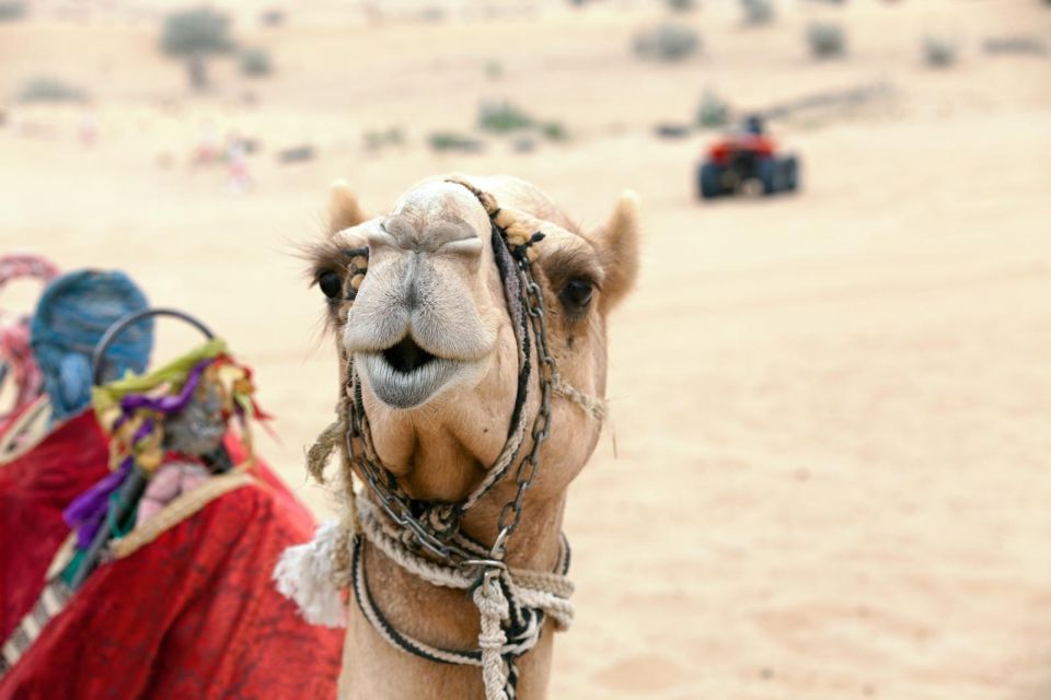 Sharm El Sheikh: ATV Quad Bike Ride & Camel Ride at Sunrise - Recommended Gear and Tips