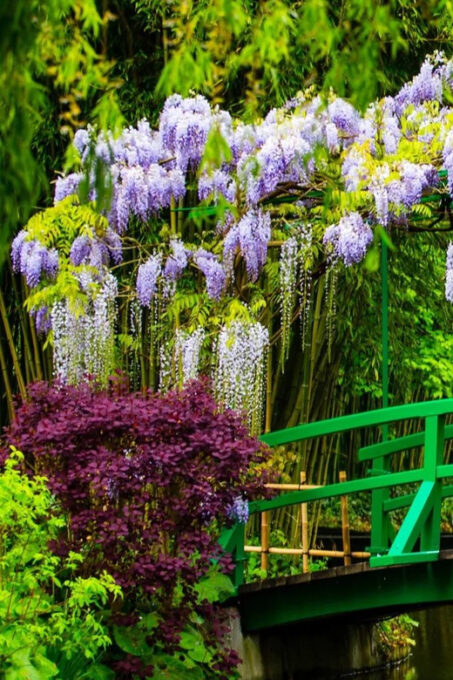 Skip the Line - Private Morning Visit Claude Monet'S Garden - Important Considerations