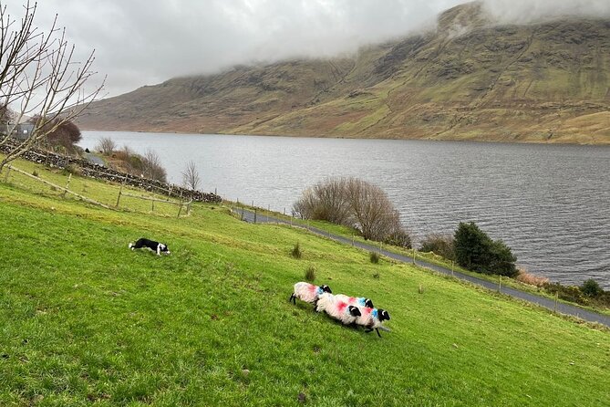 Small Group Aughnanure Castle, Sheepdog Demo & Connemara Tour - Logistics