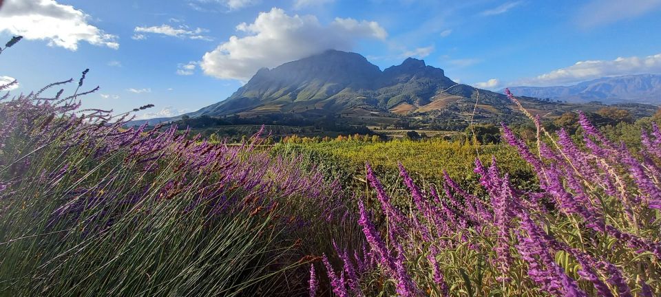 Stellenbosch: Cape Winelands Private Tour Half Day Tour - Important Information to Note