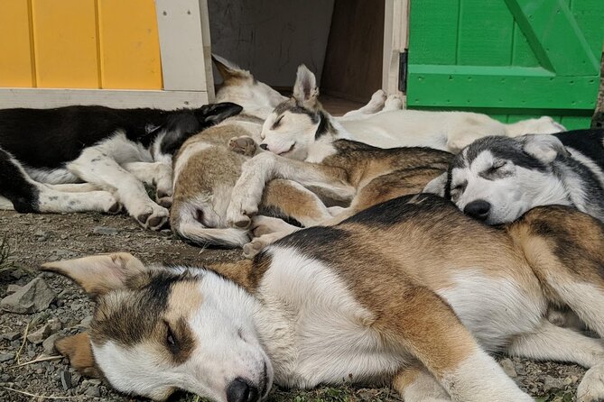 Summer Sled Dog Remote Yukon Camp & Summit Tour - Essential Guest Information and Considerations