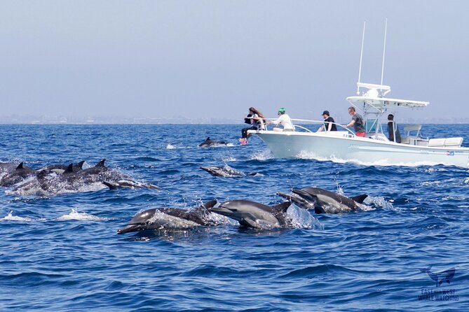 Supreme 2hr Whale/Dolphin Watching Newport Beach, 6 Person Max - Tips for a Great Experience