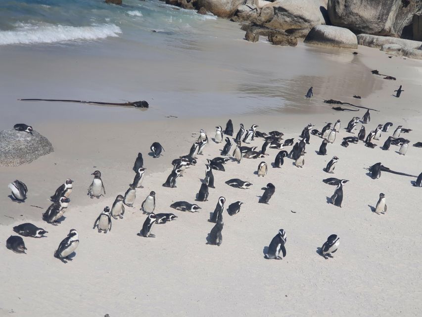 Table Mountain, Penguins & Cape of Good Hope Private Tour - Customer Testimonials