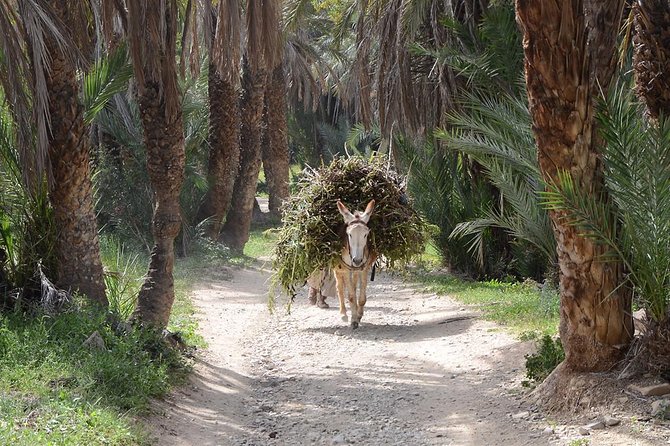 Taroudant & Tiout Guided Day Trip Including Lunch. - Frequently Asked Questions
