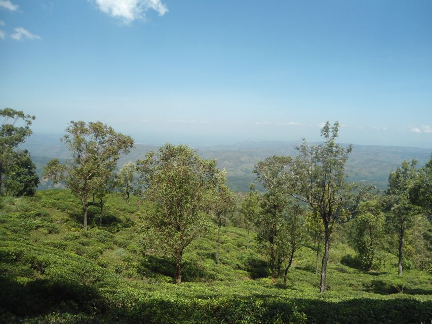 Tea Plantations by Tuk Tuk & Diyaluma Waterfall With Picnic - Customer Feedback and Recommendations