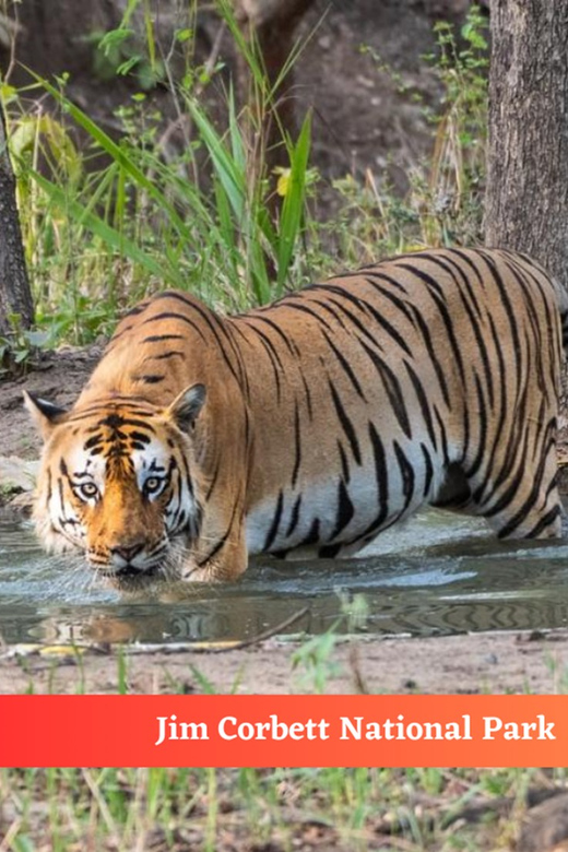 This 2-Day Tiger Safari Tour of Jim Corbett National Park - The Sum Up