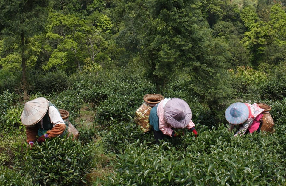 Thousand Island Lake and Pinglin Tea Plantation From Taipei - Booking and Cancellation